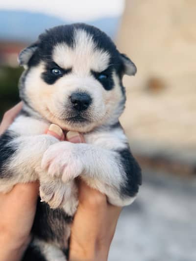 healthy Siberian Husky puppies are available for sale