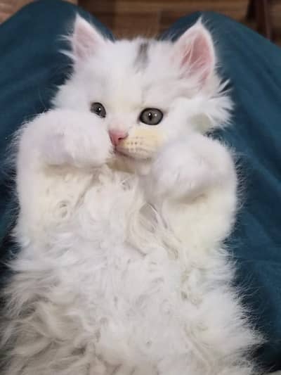 Persian long coat kittens for sale