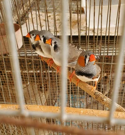 Finches pair/Breeding finch pair