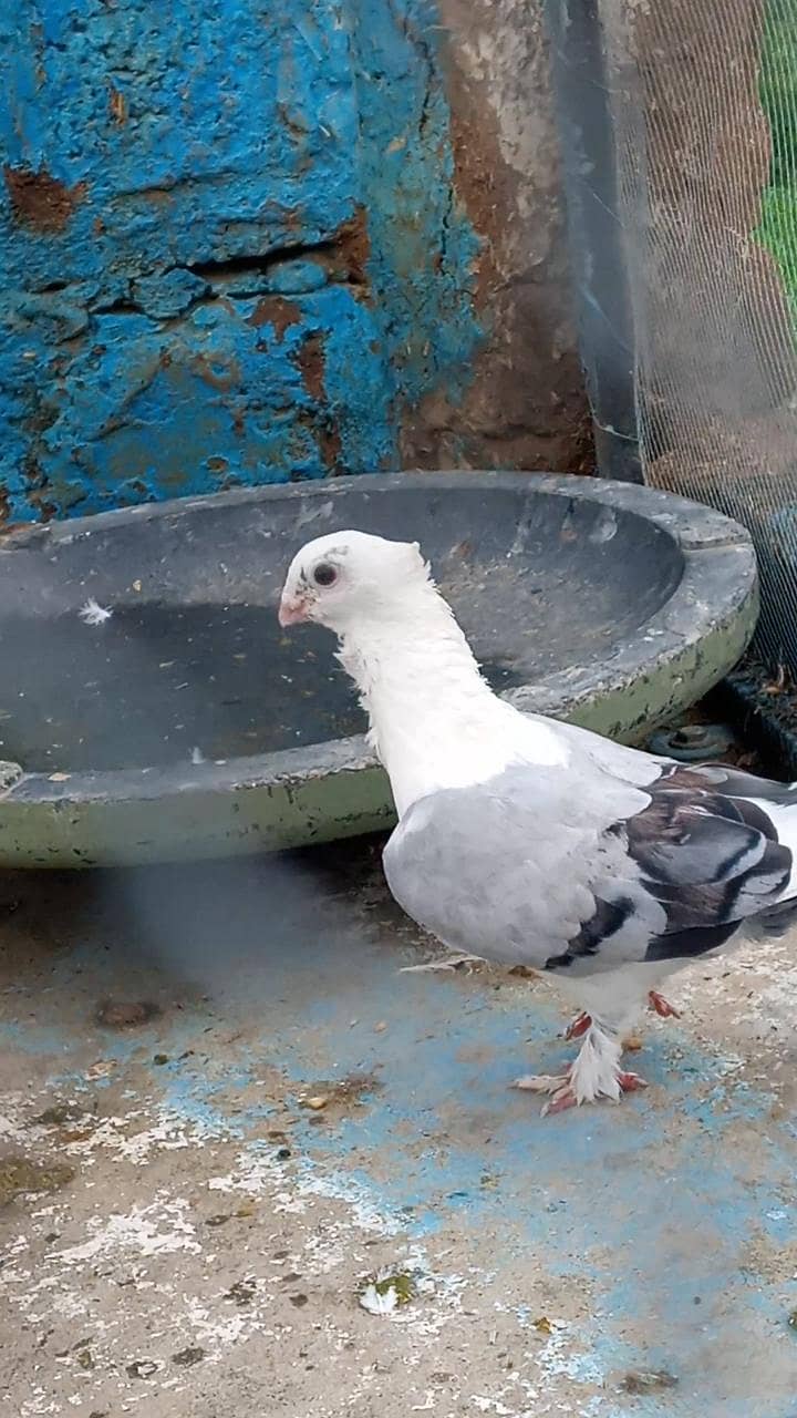 Fancy pigeon 0