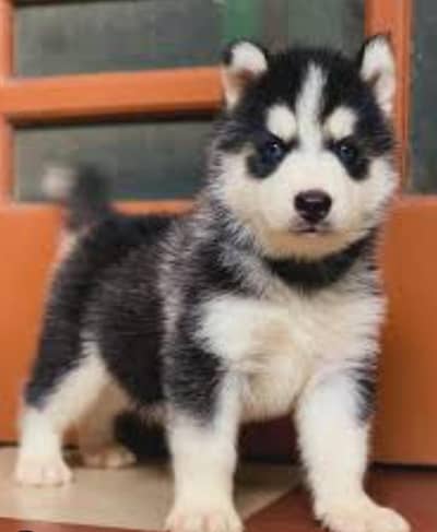 Siberian husky puppies/husky dog's