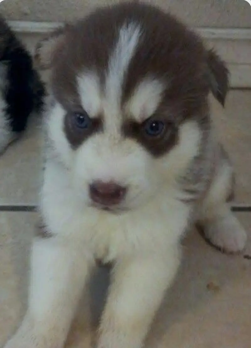 Siberian husky puppies/husky dog's — photo 2