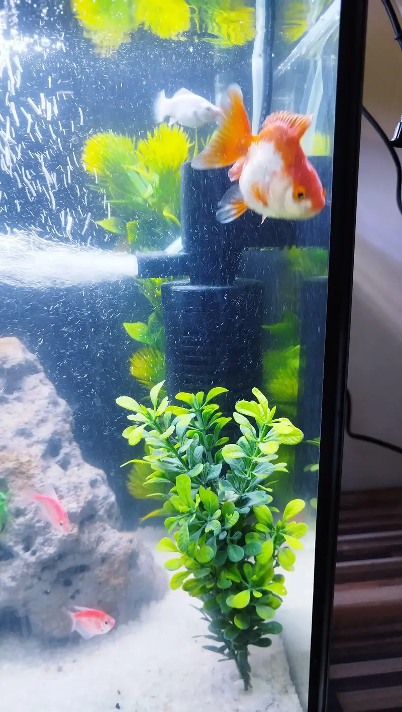 Aquarium Tank Imported Glass — photo 3