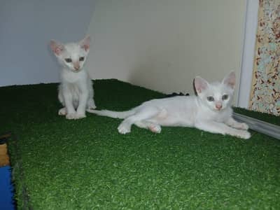 Turkish angora single coat pair