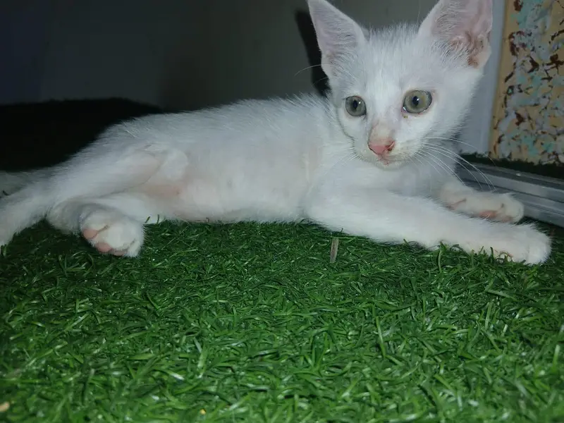 Turkish angora single coat pair — photo 2