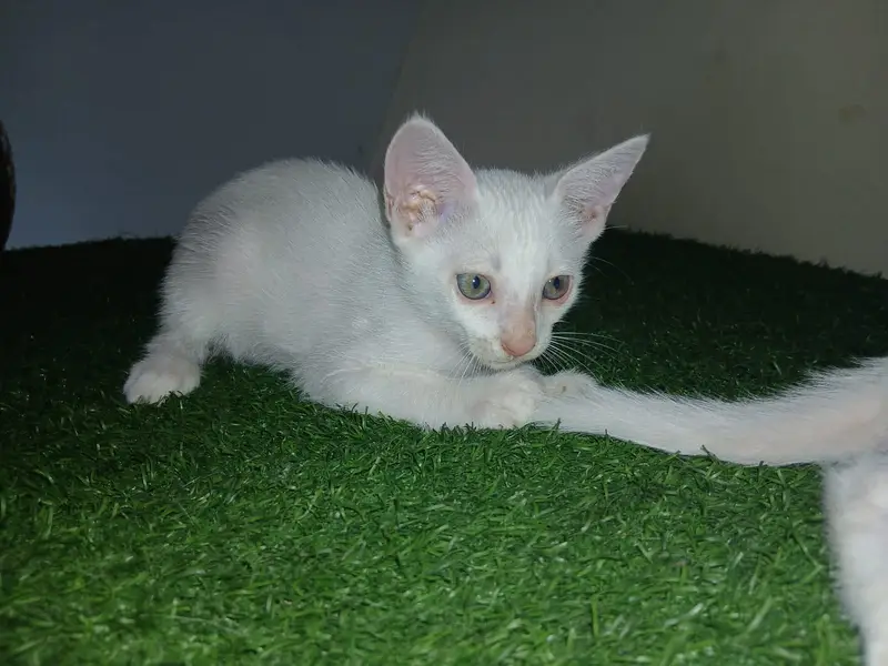 Turkish angora single coat pair — photo 3