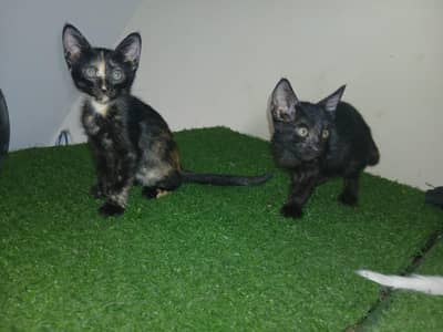 balck pair of cats for sale