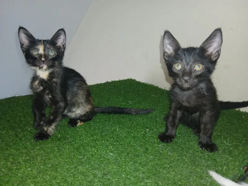 balck pair of cats for sale — photo 2