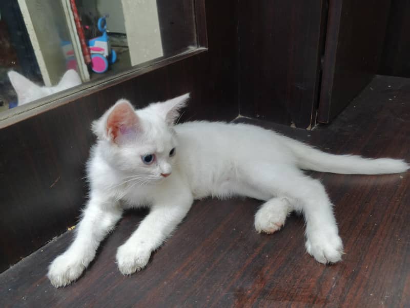 kitten 1