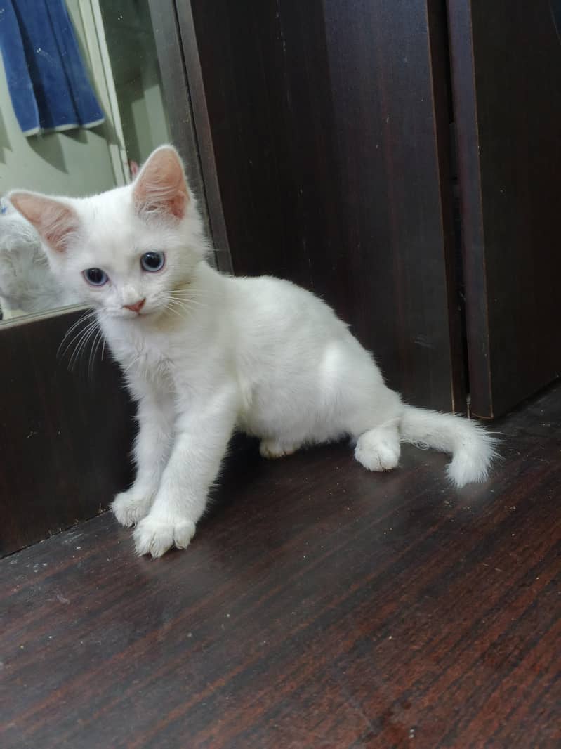 kitten 2