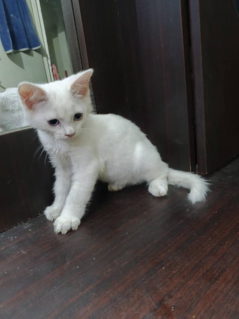 kitten 3