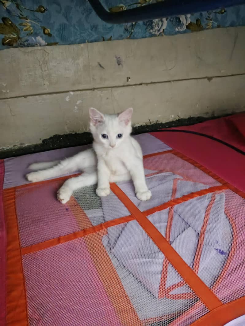 kitten 4