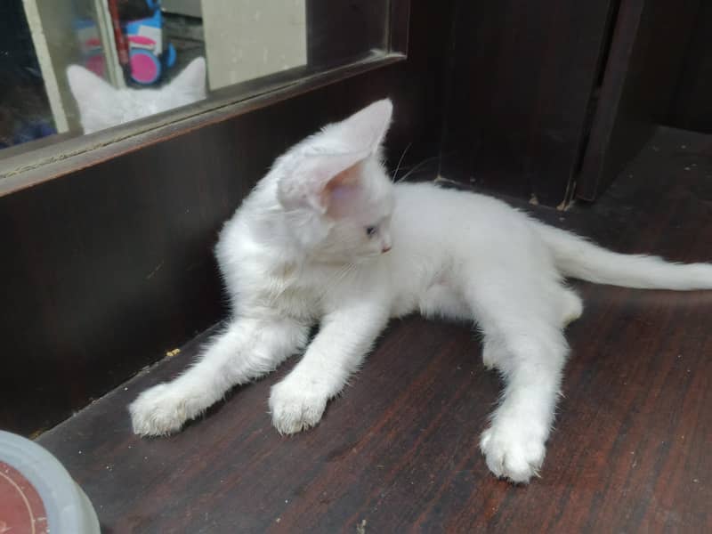 kitten 5