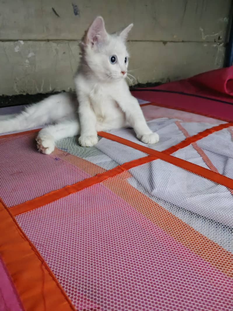 kitten 6