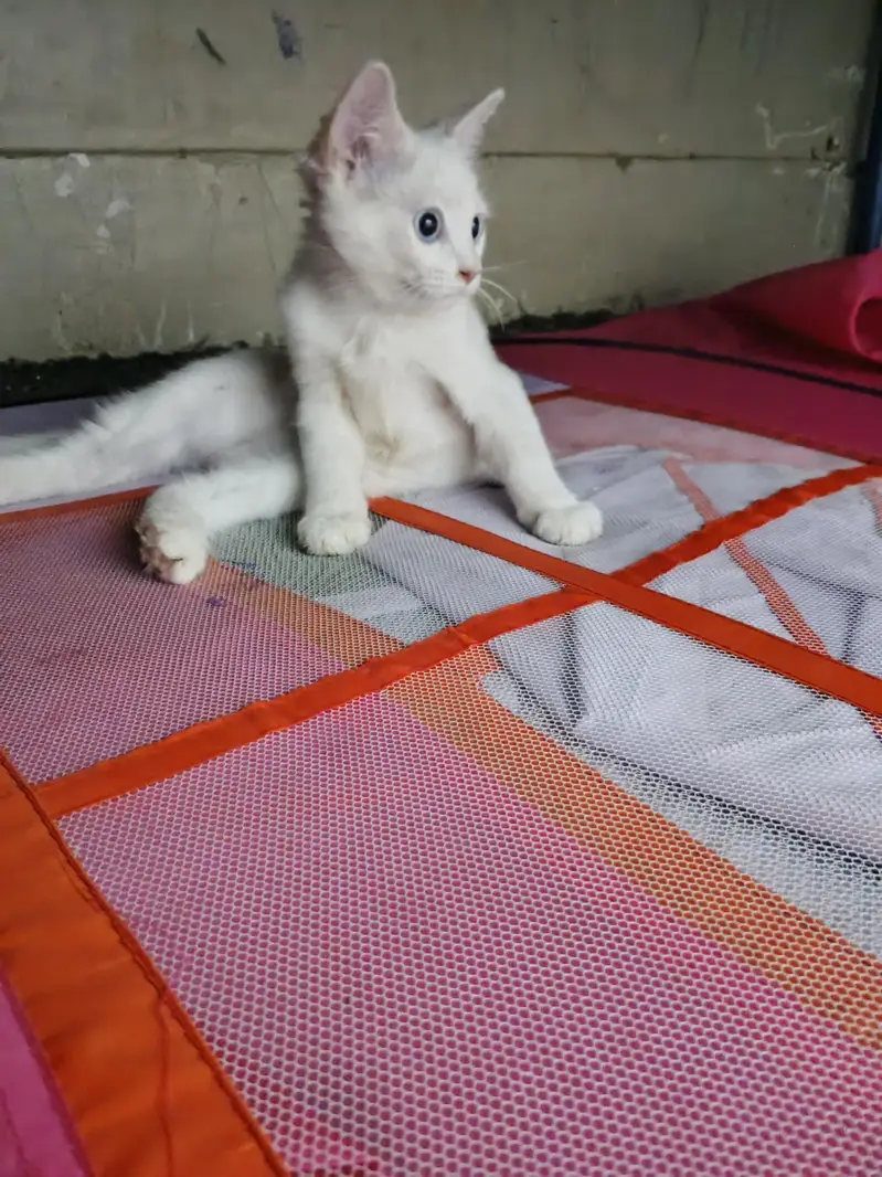Persian Triple coated kitten Blue Eyes — photo 6