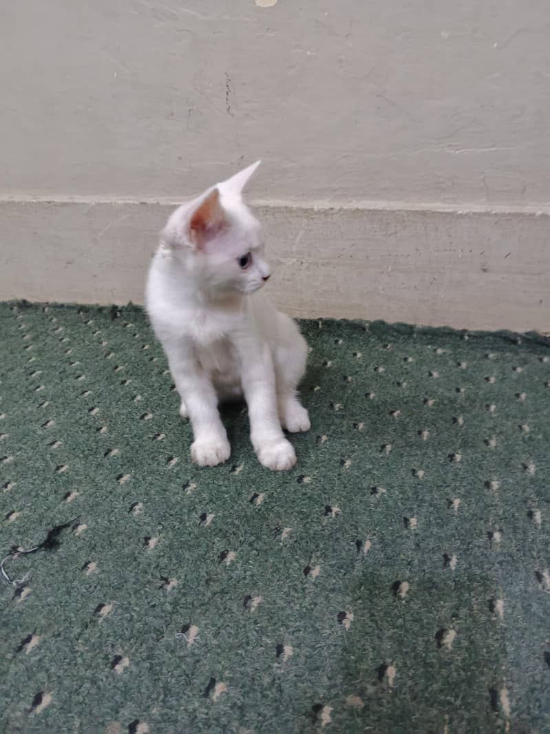 kitten 7