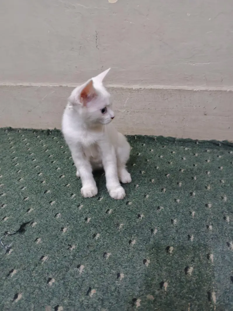 Persian Triple coated kitten Blue Eyes — photo 7