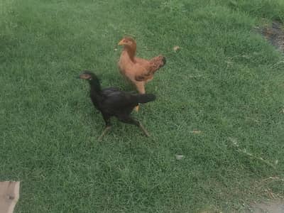 hen faor sale