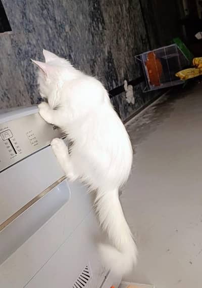 3months old persian cat (female)baby