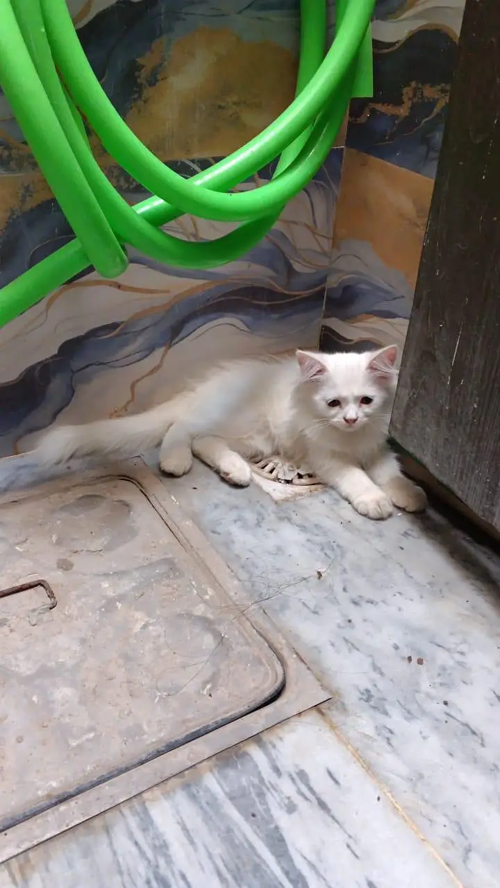 3months old persian cat (female)baby — photo 2