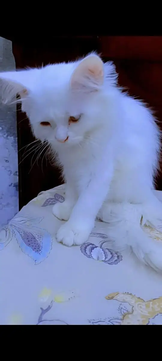 3months old persian cat (female)baby — photo 3
