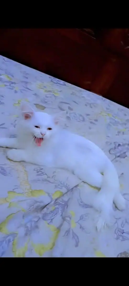 3months old persian cat (female)baby — photo 4