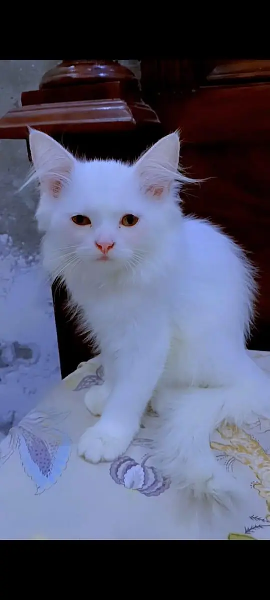 3months old persian cat (female)baby — photo 5