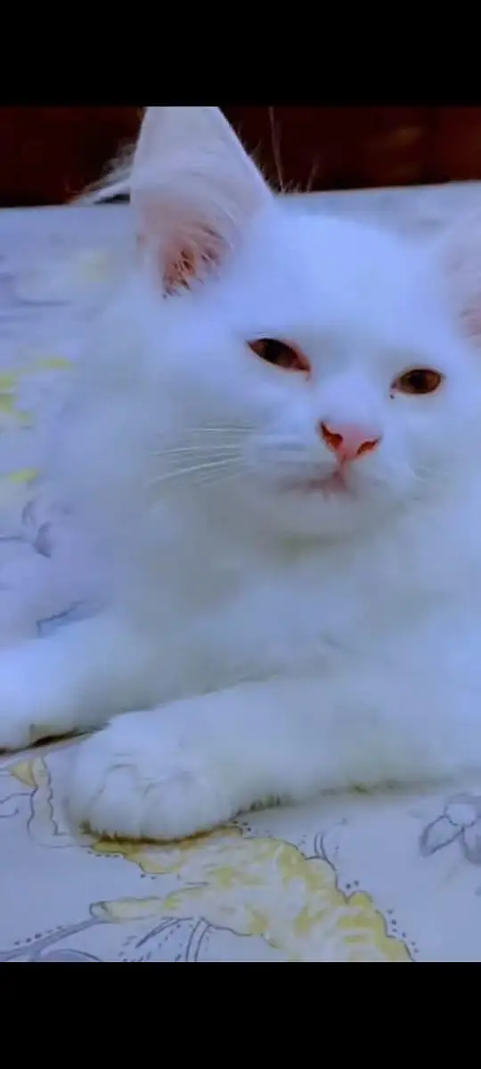 3months old persian cat (female)baby — photo 6