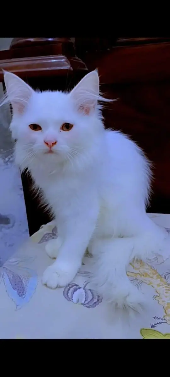 3months old persian cat (female)baby — photo 7