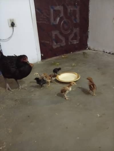 aseel thai + burmi corss chicks for sell
