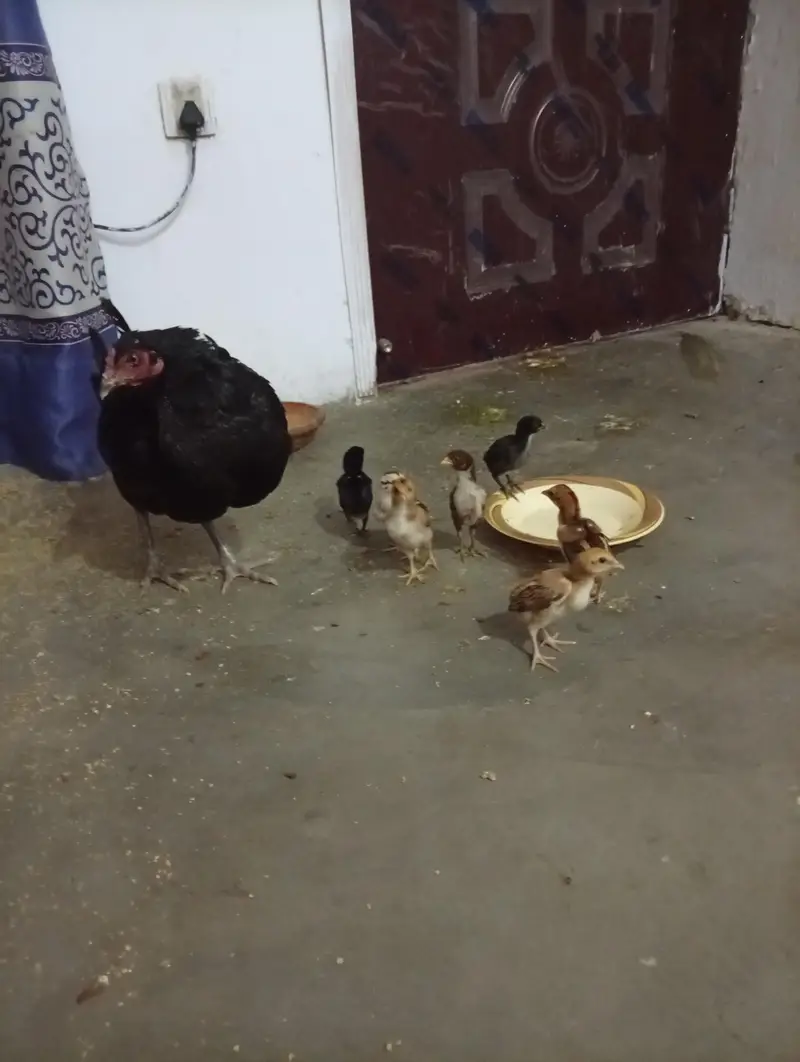 aseel thai + burmi corss chicks for sell — photo 2