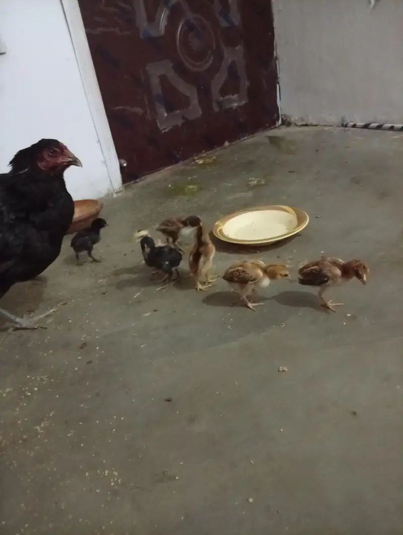 aseel thai + burmi corss chicks for sell — photo 3