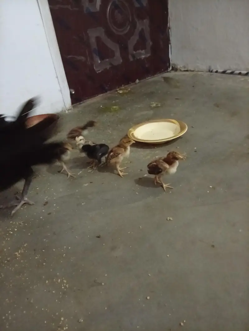 aseel thai + burmi corss chicks for sell — photo 4