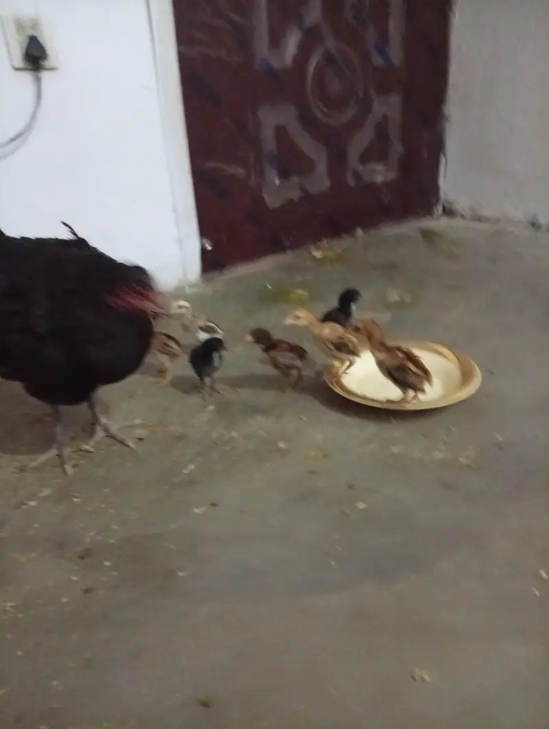 aseel thai + burmi corss chicks for sell — photo 5