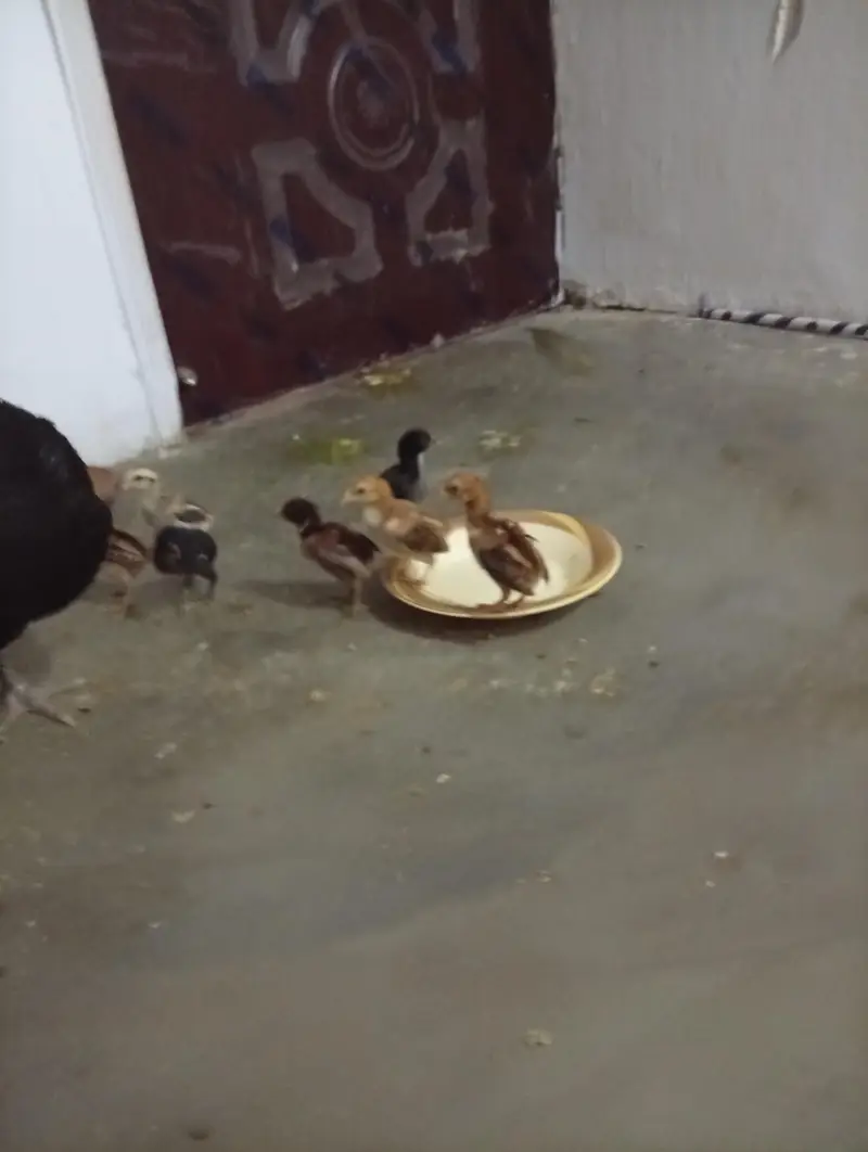 aseel thai + burmi corss chicks for sell — photo 6