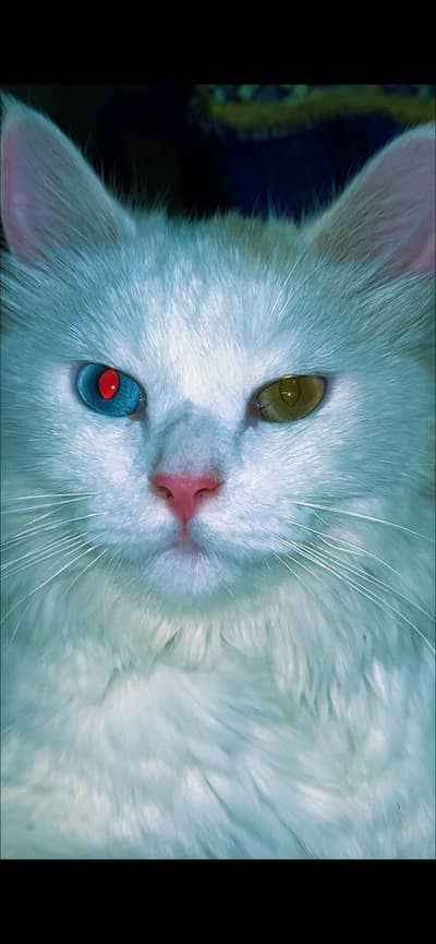 MashAllah Odd-Eyed Persian Male Cat - 8 Months - Vaccinated - Jhelum