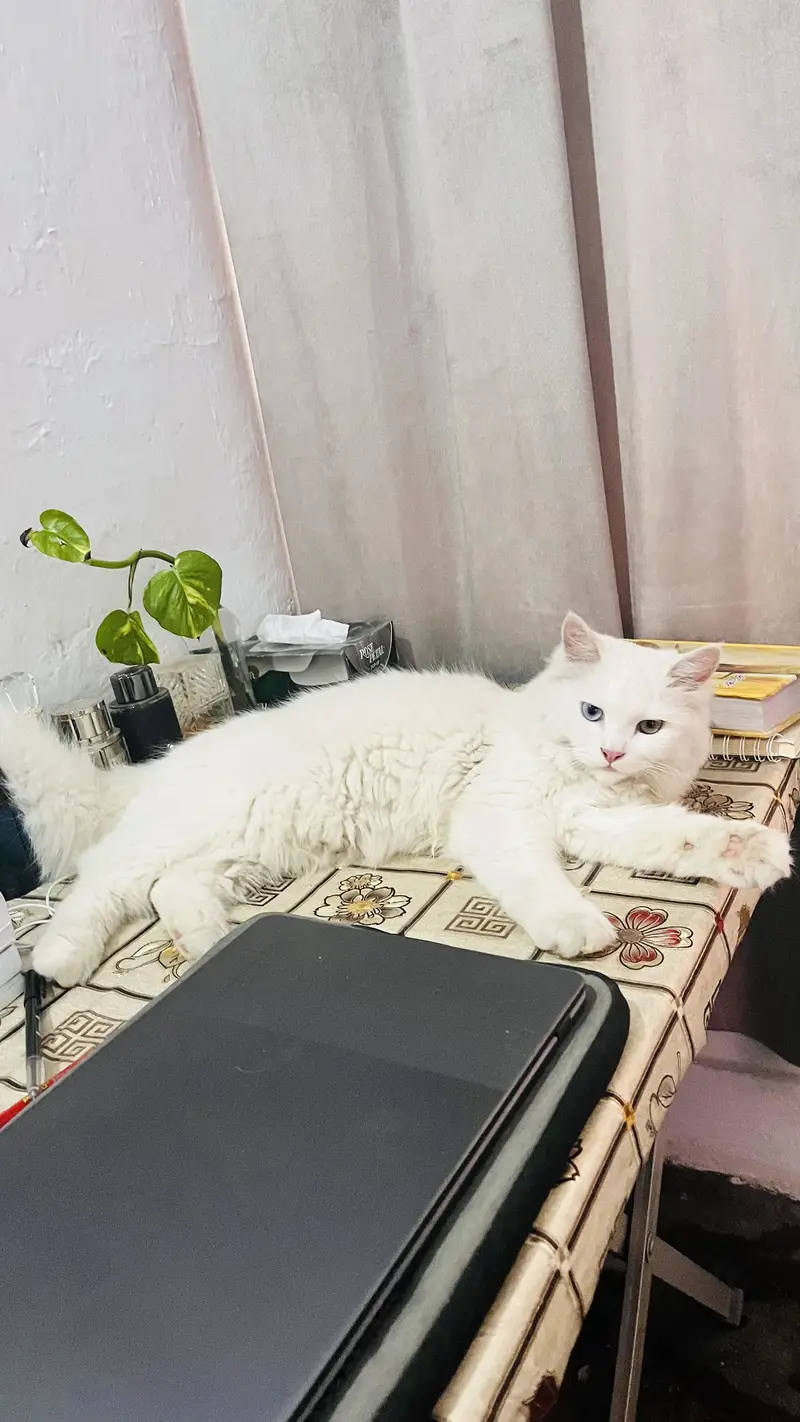 MashAllah Odd-Eyed Persian Male Cat - 8 Months - Vaccinated - Jhelum — photo 2