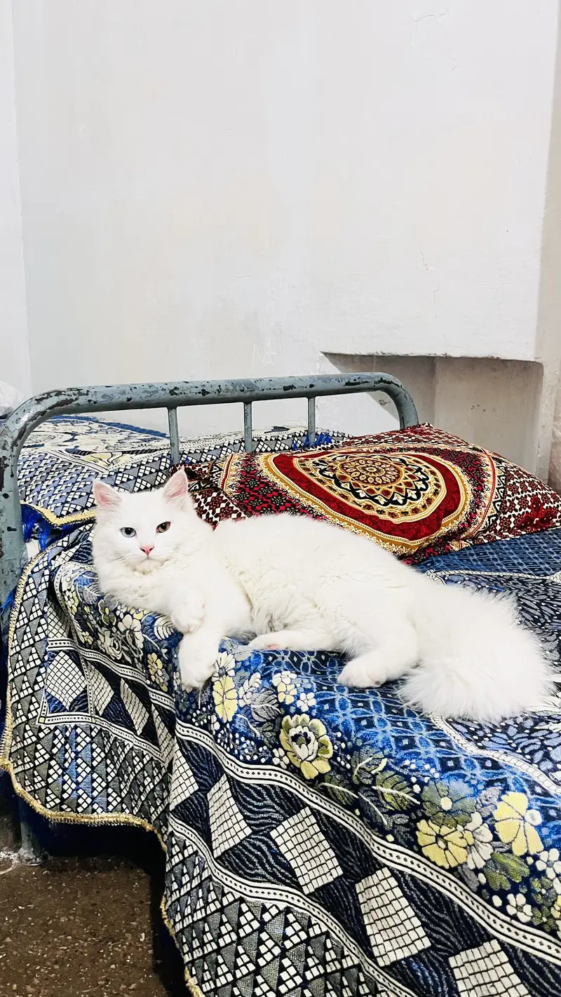 MashAllah Odd-Eyed Persian Male Cat - 8 Months - Vaccinated - Jhelum — photo 3