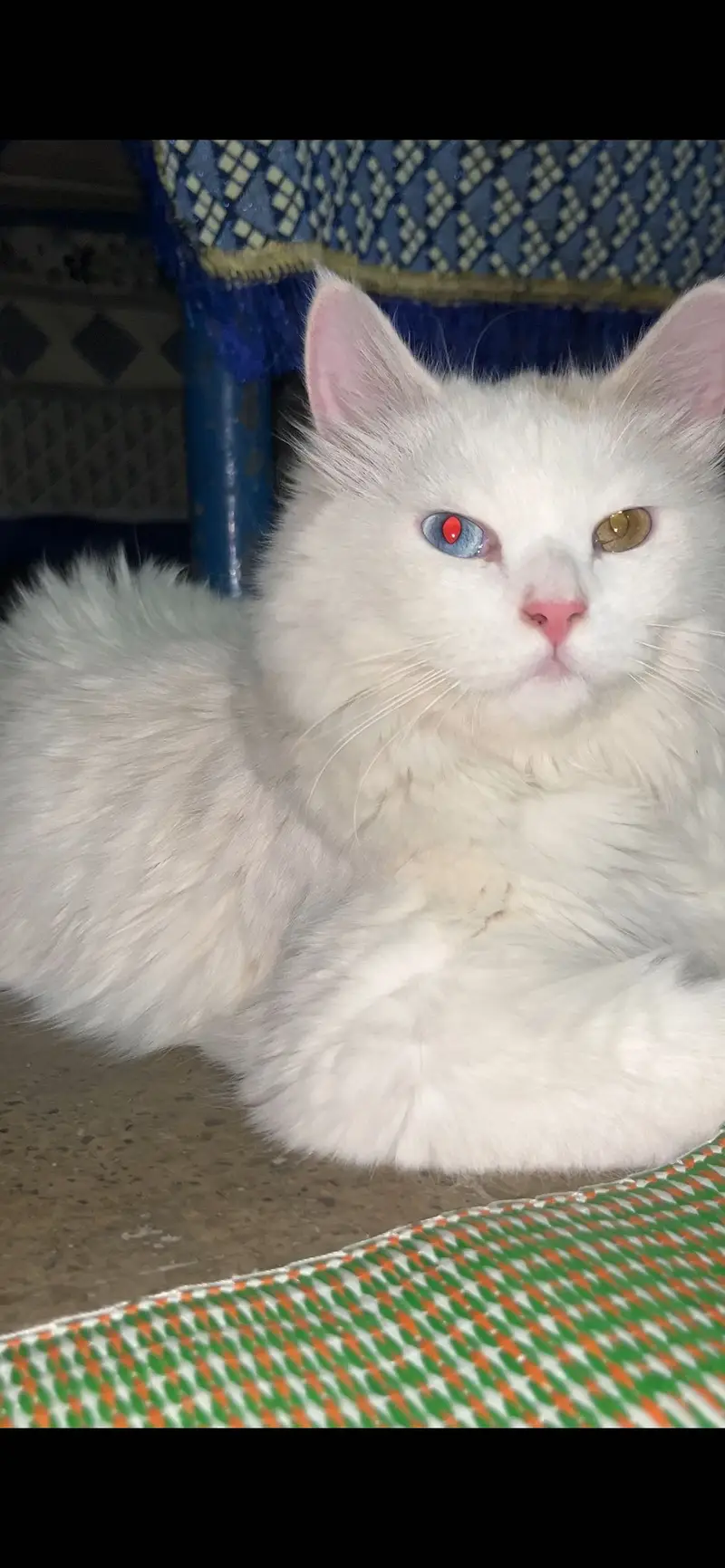 MashAllah Odd-Eyed Persian Male Cat - 8 Months - Vaccinated - Jhelum — photo 4
