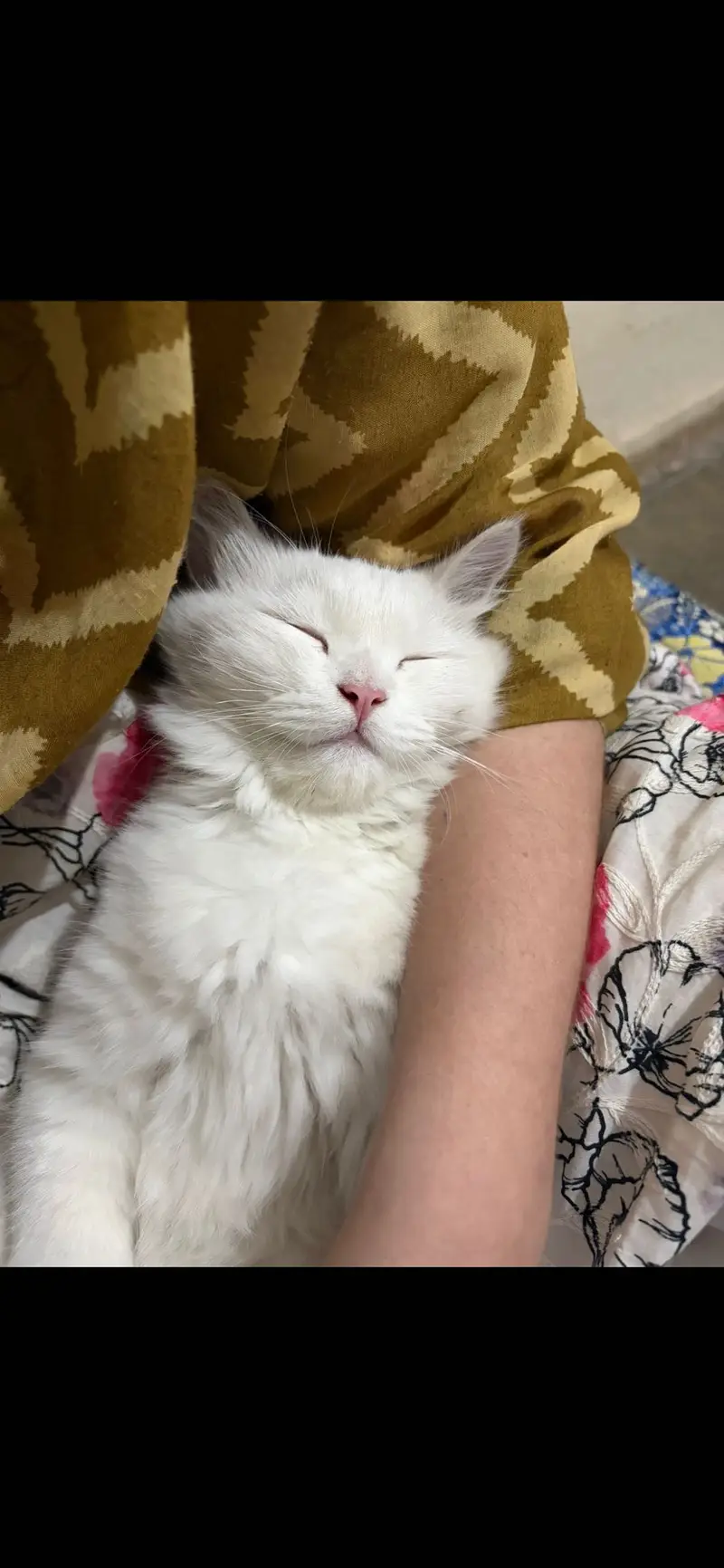 MashAllah Odd-Eyed Persian Male Cat - 8 Months - Vaccinated - Jhelum — photo 5