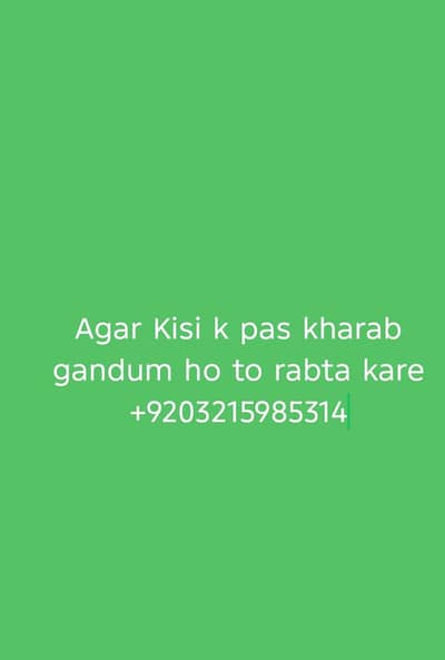 khraba gandum sell karni hoo tu contact kro