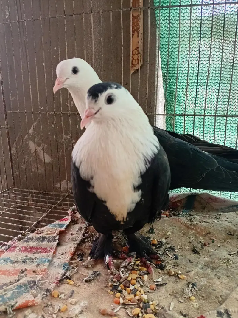 karbalai pigeon kabuter