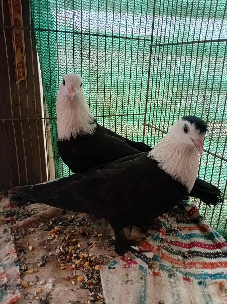 karbalai pigeon kabuter — photo 2