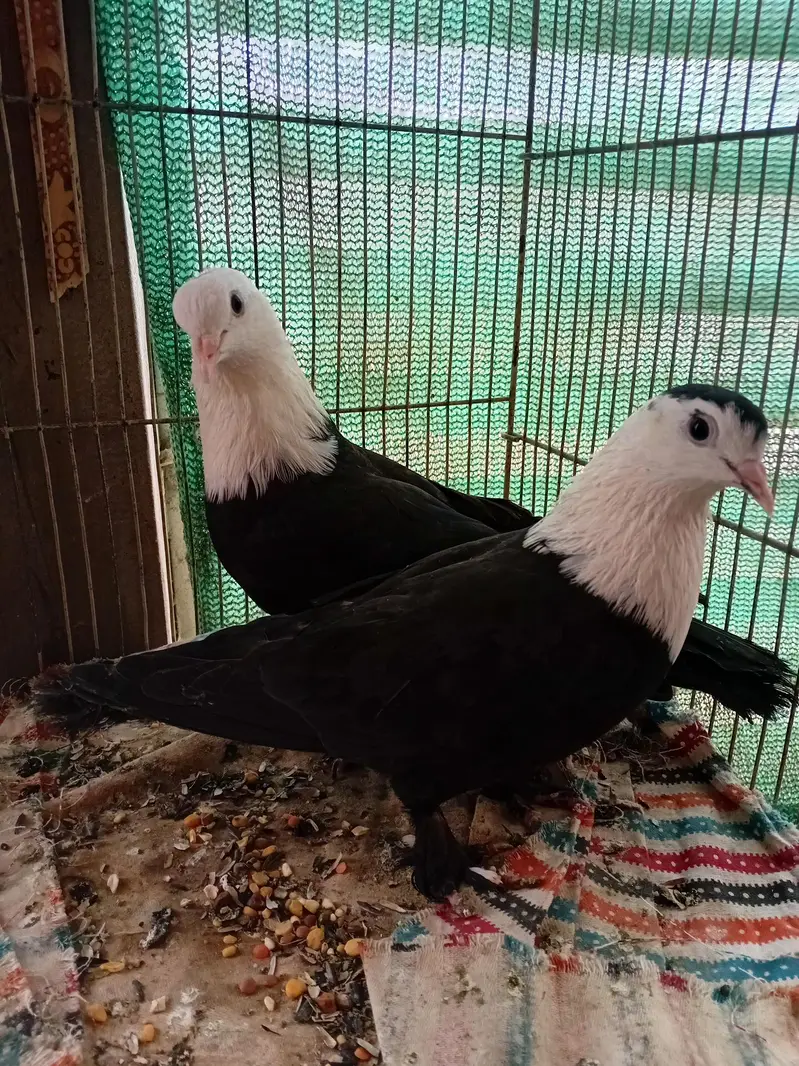 karbalai pigeon kabuter — photo 3