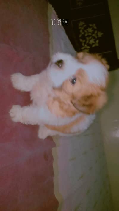 Shihtzu for sale # shitzu puppy for sale