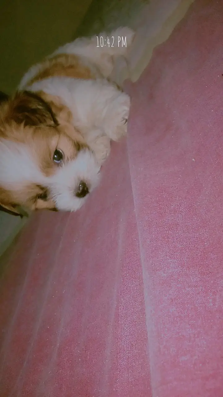 Shihtzu for sale # shitzu puppy for sale — photo 2