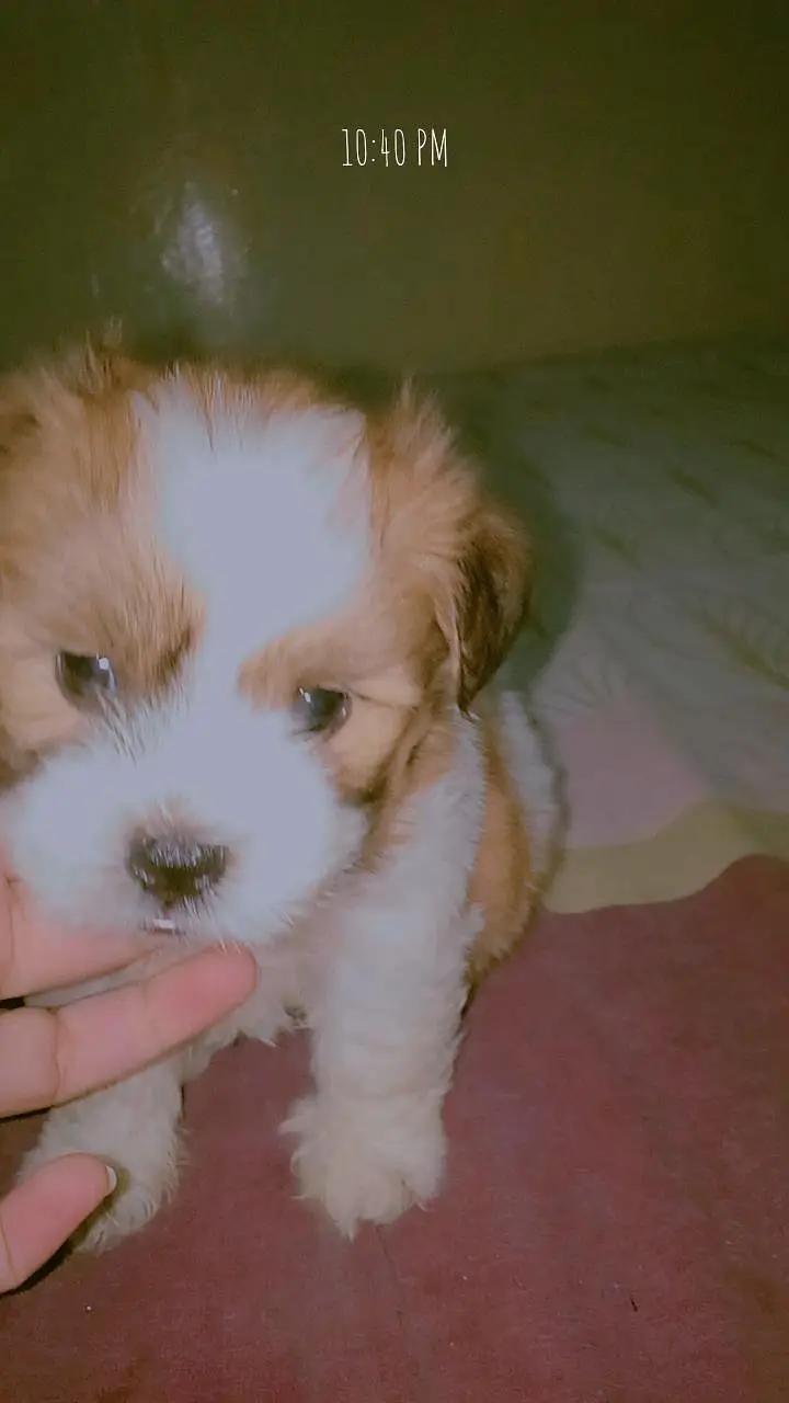 Shihtzu for sale # shitzu puppy for sale — photo 3