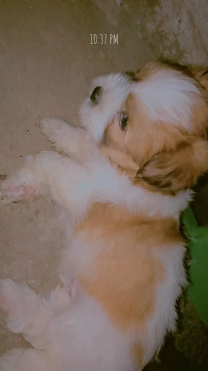 Shihtzu for sale # shitzu puppy for sale — photo 4