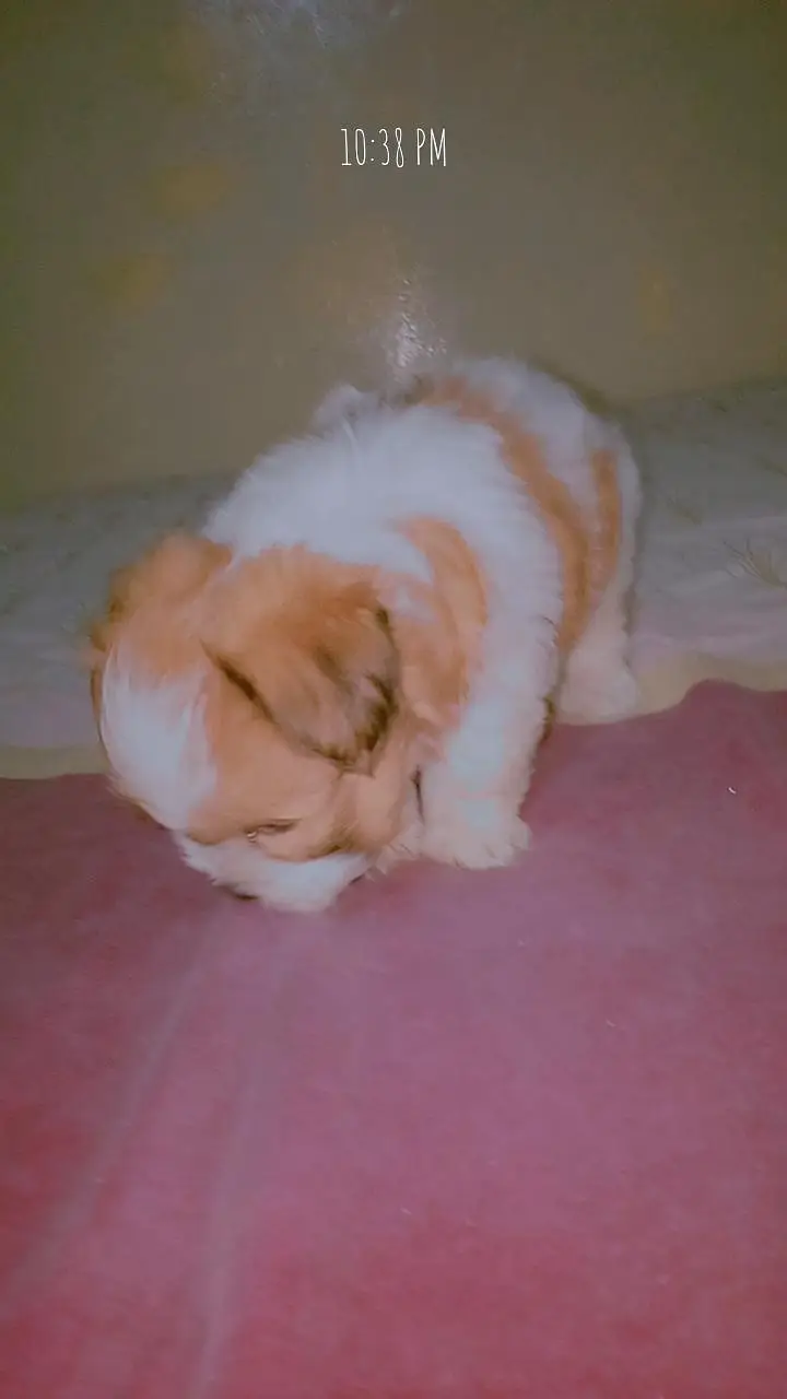 Shihtzu for sale # shitzu puppy for sale — photo 5