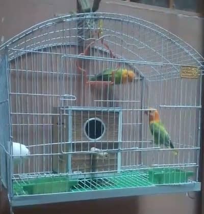 parrot pair for sale